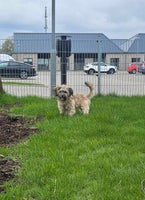 Shit tzu/ yorkshire terrier, hund, 9 mdr.