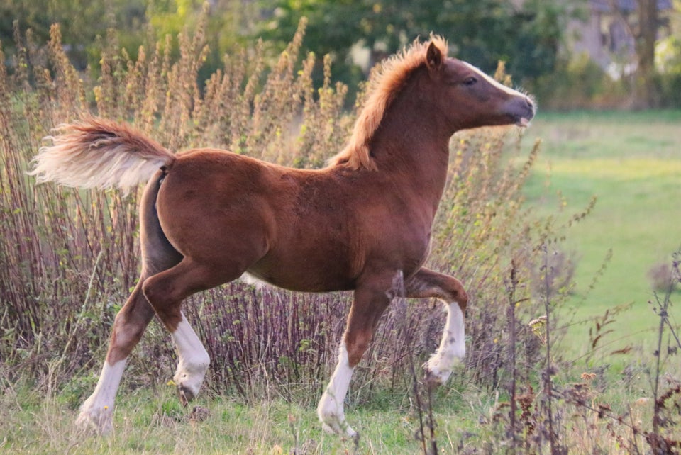 Welsh, hoppe, 0 år