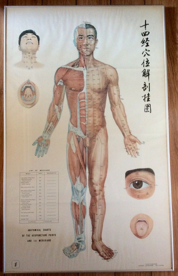 Plakater, rammer, motiv: Anatomiske akupunktur punkter – – Køb og Salg af Nyt og Brugt