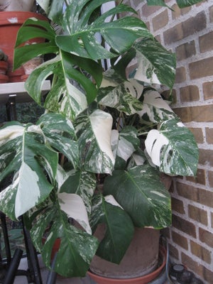 Monstera variegata, fingerfilodendron, Monstera variegata, Monstera va, Monstera variegata, Stikling