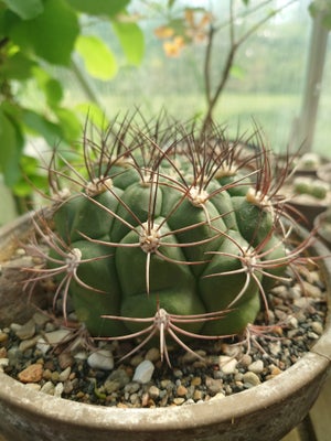 Kaktus, Gymnocalycium pflanzii, Flot kaktus.

Kan sendes uden jord.

Instagram: leafy.lark
YouTube: 