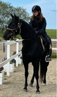 American Quarterhorse, hoppe, 4 år