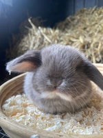 Kanin, Ægte Minilop!, 0 år