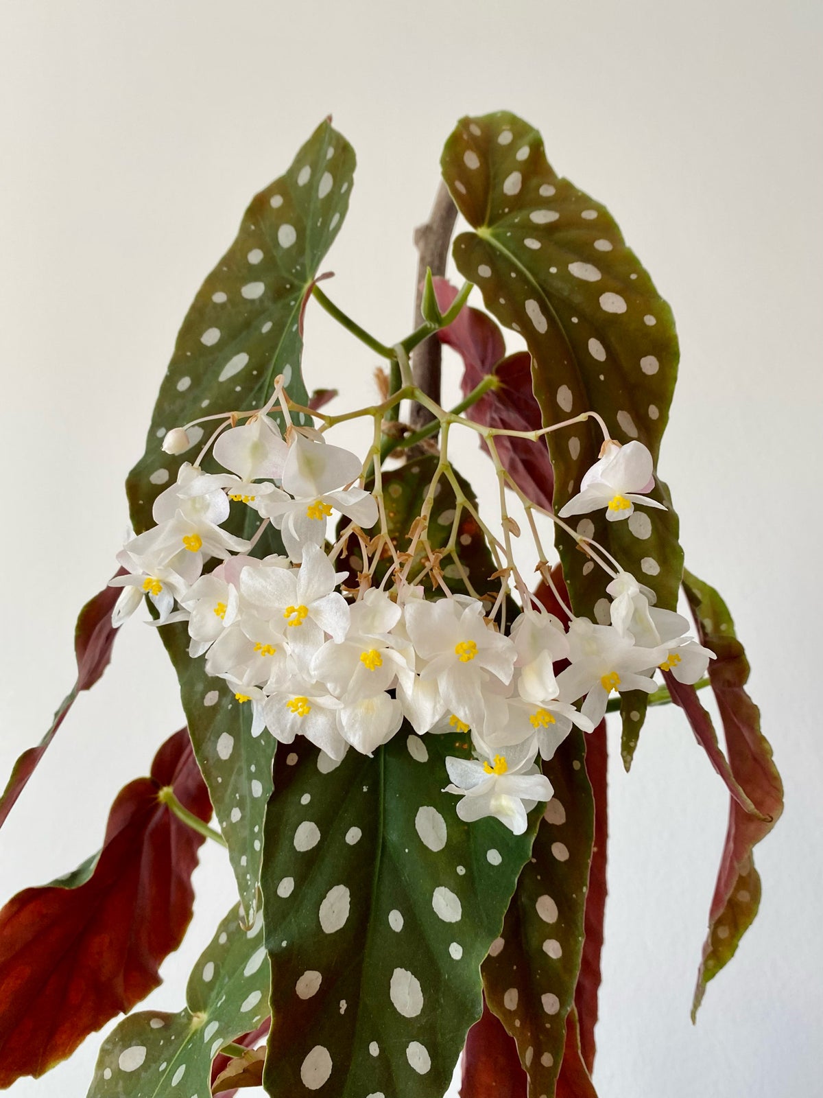 Begonia Maculata Plant