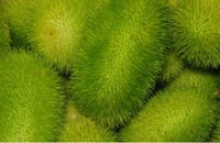 Pindsvine agurk - 5 frø