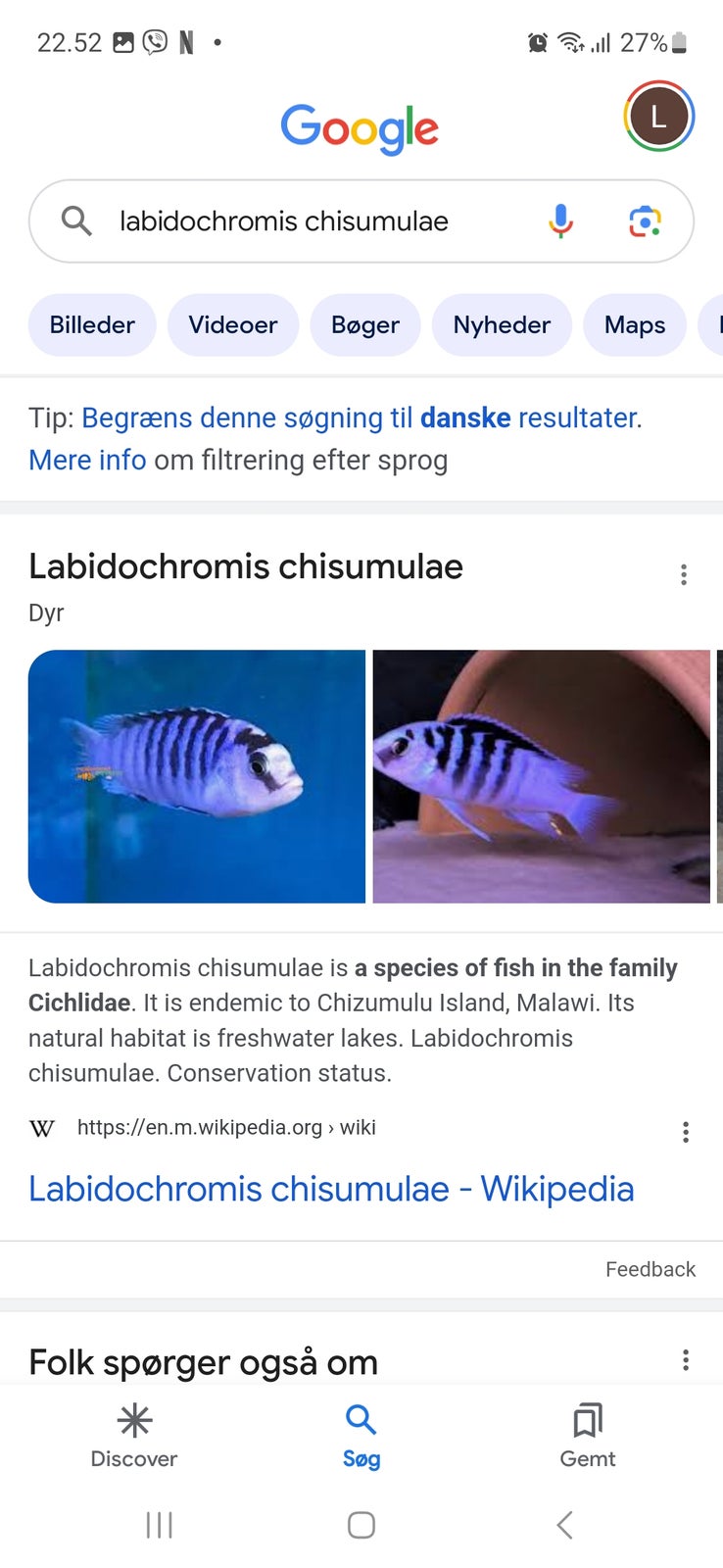 Malawi Labidochromis chisumulae, 3 stk.