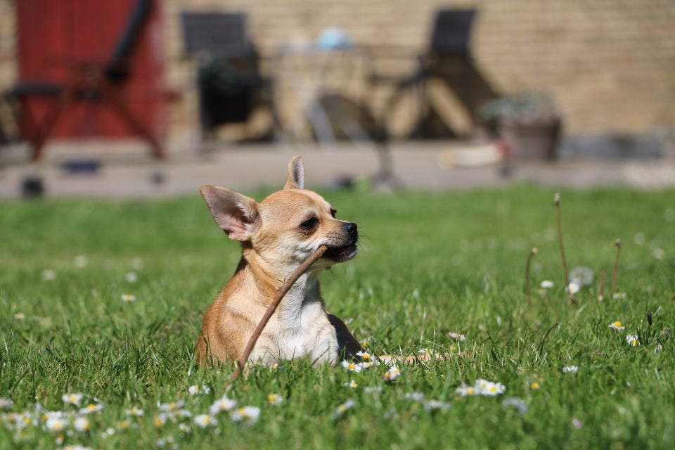 Chihuahua hanhvalp med DKK-stambog