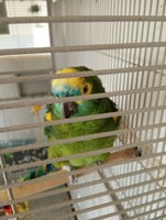 2 skønne papegøjer til salg