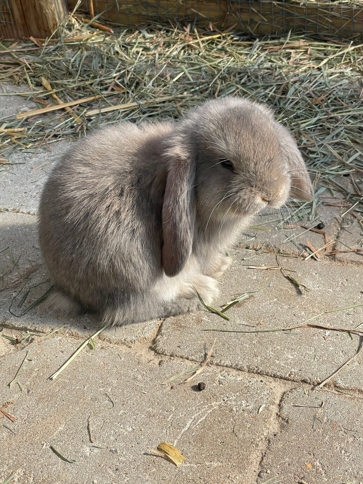 Kanin, Fransk vædder , 0 år