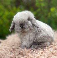 Kanin, Mini lop unger, 0 år