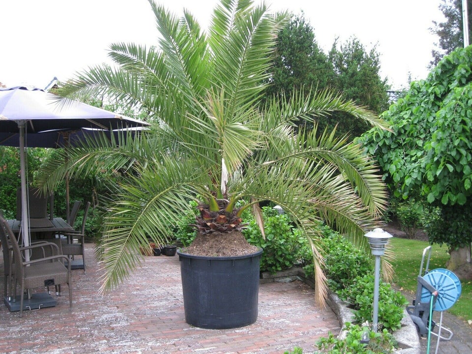Palme, Phønix palme