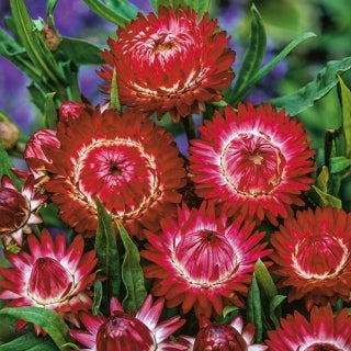 Evighedsblomst Rød (Kæmpe) *1743, øko. blomsterfrø, Helichrysum bracteatum, Etårig evighedsblomst, d