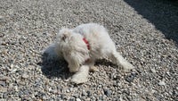 Malteser - Bichon Maltese, hund, 2 år