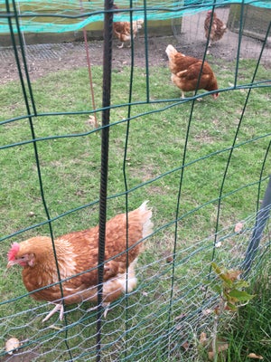 Høns, Isa Brown høner på 6 md gamle , går ude under gode forhold .
Pris pr stk 
RING/SMS VED INTERES