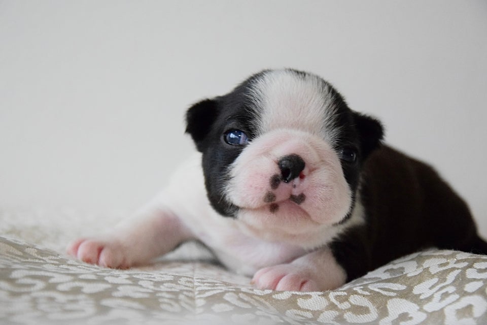 Boston terrier, flere hvalpe, 3 år