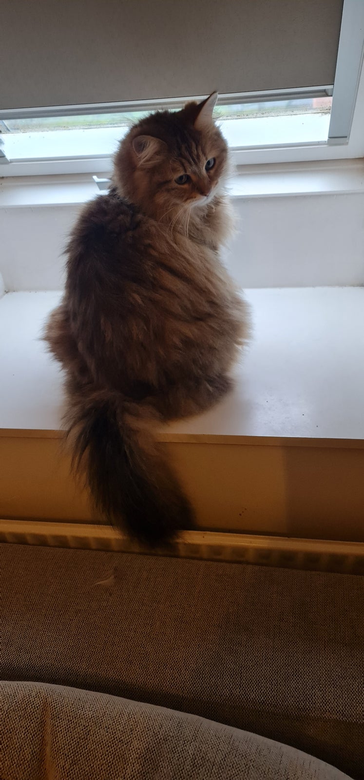 Sibirsk Kat, hankat, 4 år