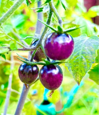 Planter af 45 tomat sorter, Tomat Agurk Chili Ærter Ingefær og meget andet, MIT PLANTE SALG ER START