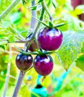 Planter af 45 tomat sorter, Tomat Agurk Chili Ærter Ingefær