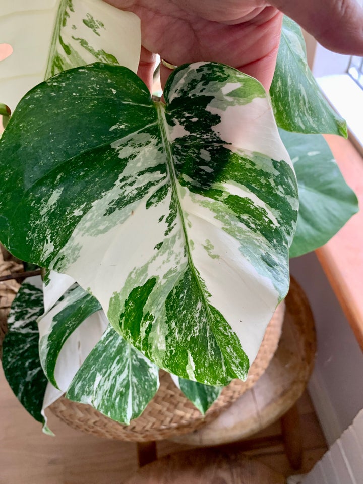 Stueplante, Monstera Albo Variegata