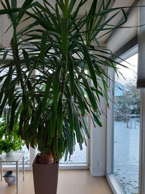 Palme, Yucca elephantipes, Meget stor plante sælges med en flot selvvandings potte. Højde ca 3 meter