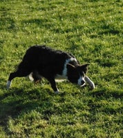 Border Collie, hund, 3 år