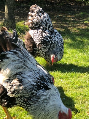 Høne, 1.3 stk., Sort sølv wyandotte unge dyr der er 1,3 de koster 225 pr stk 
