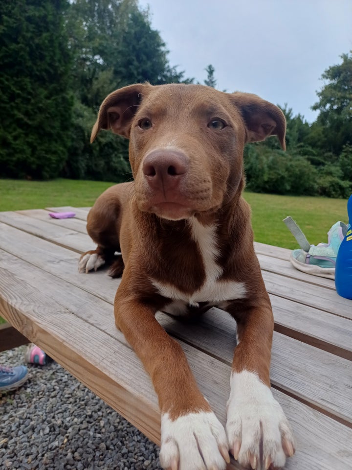 Staffordshire Bull Terrier