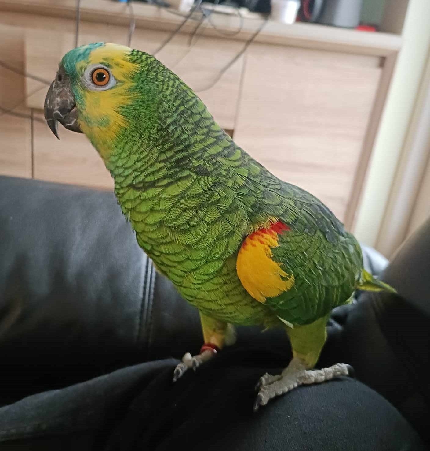 Papegøje, Blåpandet amazone , 5 år