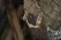 Gekko, Jomfrugekko (Lepidodactylus lugubris)