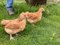 Kyllinger, 12 stk.