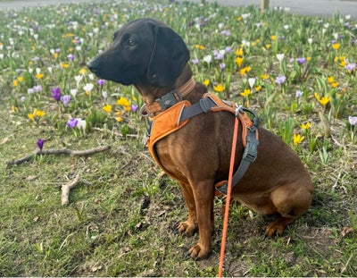 Bayersk Bjergschweisshund (BGS), hund, 6 år, Saga er en skøn tæve på 6 år (april ‘18) af racen Bayer