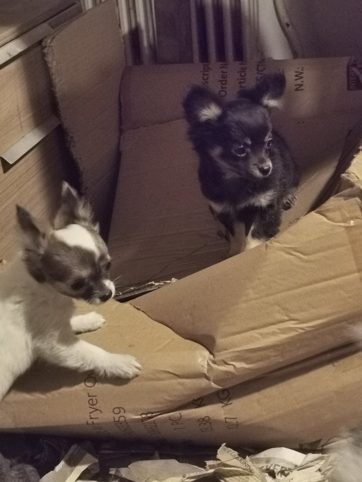 Chihuahua