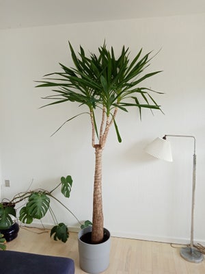 Yocca palme, Plante sælges. Skjuler medfølger (fra Ikea)
Giv gerne bud
Mvh