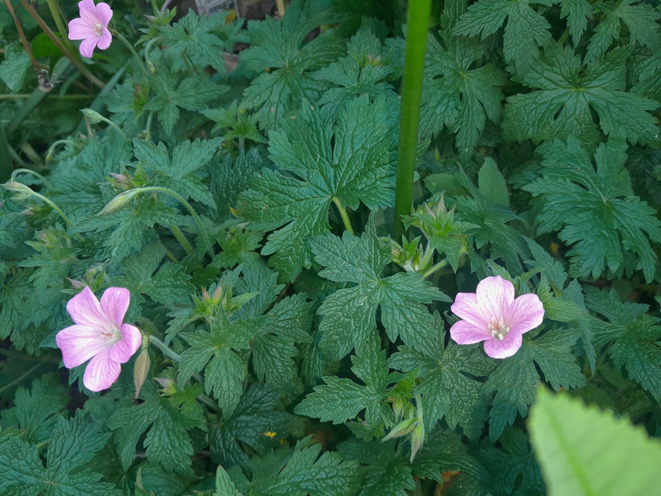 Stauder, Storkenæb, Geranium