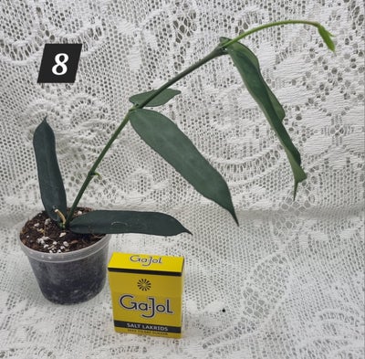 Hoya planter 8 til 15, Hoya Planter 

Afhentning muligt efter aftale i 7700 Thisted.
 
Ved køb over 