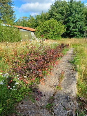 Bøgetræer, Bøg og blodbøg, Blodbøg 85 stk i højde 30 til 130 cm. Pris 20 til 80 kr.
Grøn bøg 55 stk 