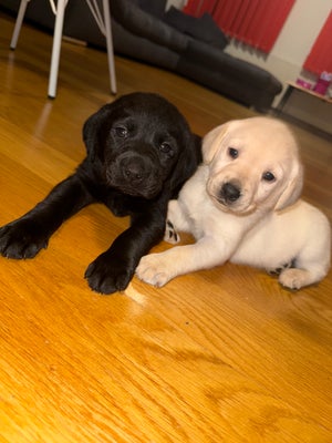 Tilbud hundehvalp labrador 7000 - 7500 dkk