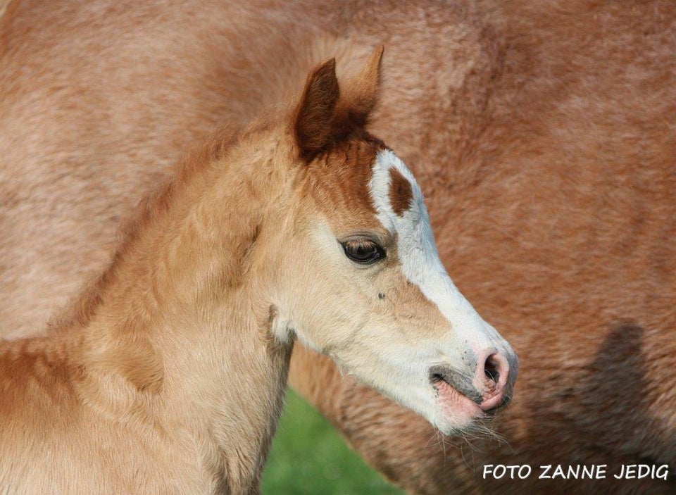 Welsh pony og Cob, hoppe, 1 år