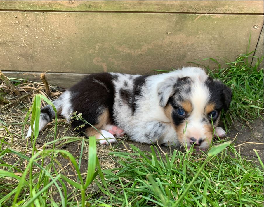 Australian Shepherd Sælges I Allingåbro