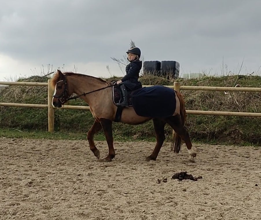 Anden race, hoppe, 14 år