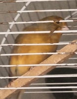 Kanariefugl, 2 år