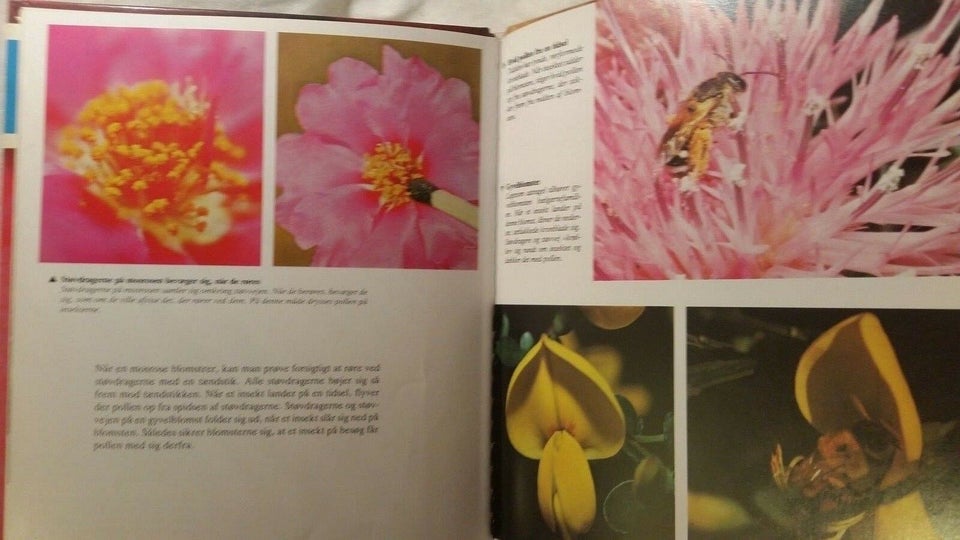 Blomster og insekter, Jun Nanao, Hidetomo Oda