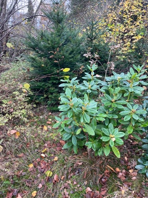 Busk stedsegrøn, Rhododendron, Fin sund  plante 140 cm 