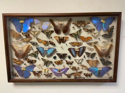 Udstoppede dyr, Sommerfugle, Udstoppede sommerfugle, en gammel samling. Sommerfuglene er indsamlet i