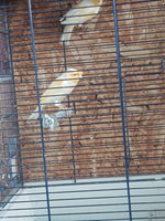 Kanariefugl, Gul mosaik, 2 år