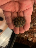 Skildpadde, T. Marginata
