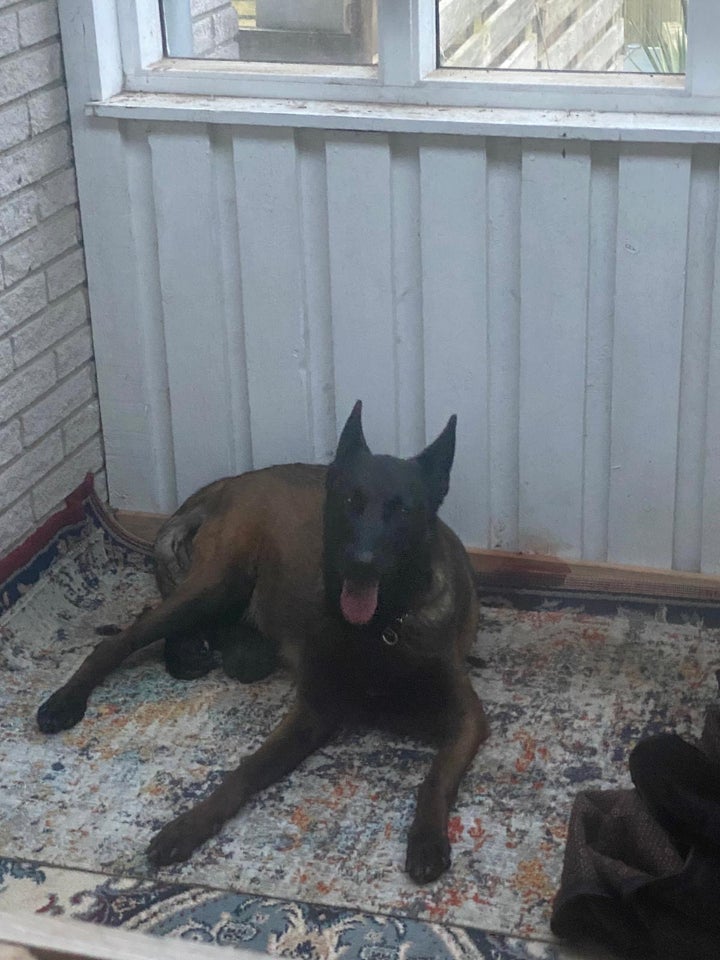 Malinois tæve 