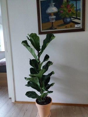 Stueplante, Violinfigen, Plante er cirka 120 cm høj. 
Krukke medfølger.