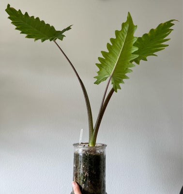 Alocasia sumo, Plante, Stor Alocasia der kun bliver større. Sumo er en hybrid mellem Alocasia Portor