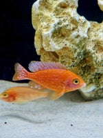 Aulonocara firefish, 1 stk.